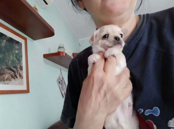  chihuahua maschietto con pedigree enci 