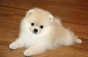 cucciolo di spitz mini mini toy tranquillissimo e molto velocissimo di 80 giorni