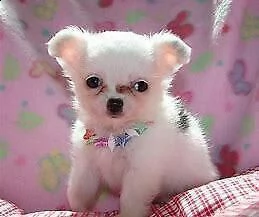 cuccioli di spitz e chiwawa mini toy buoni e molto inteligenti di 70 giorni 