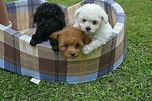 cucciolo di barboncino mini toy bravissimo originalissimi 