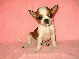 cucciolo di chiwawa mini toy selezionatissimi perfettissimi 