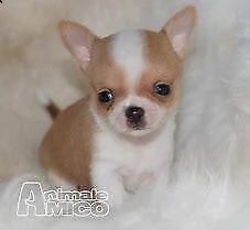 chiwawa mini toy buoni e molto tranquilli di 70 giorni sia maschi che femmina