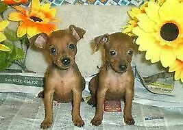 cuccioli di zwergpincher mini toy perfettissimo e molto vivaci di 70 giorni 