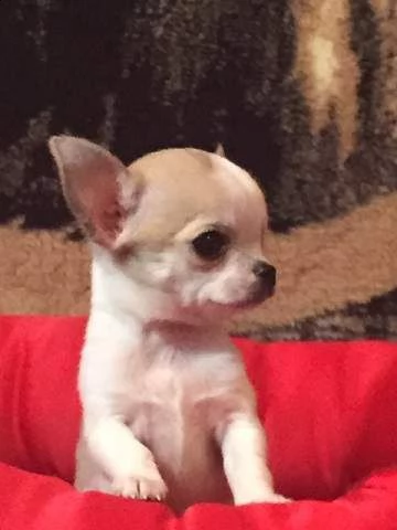 cucciolo di chiwawa mini toy buonissimo vivacissimo e inteligentissimo