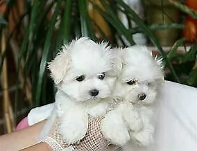  maltese mini toy bellissimo generosissimo e tranquillissimo