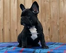 bull dog francese inteligentissimo eccellentissimo e originalissimo di 70 giorni