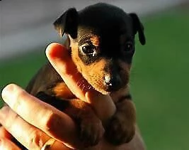 cucciolo di pincher mini toy bellissimo eccellentissimo e vivacissimo 