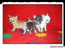 disponiamo cucciolo di chiwawa mini toy intrigantissimi velocissimi 