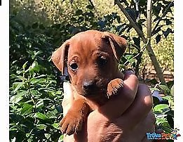 i pincher mini toy generosi e molto inteligenti di 70 giorni 