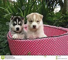 cucciolo di siberian husky vivacissimo buonissimo e inteligentissimo