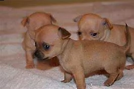  cucciolo di pincher chiwawa mini mini toy amorevolissimi tranquillissimi 