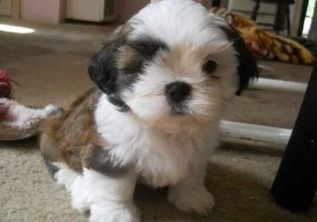 bellissimo cucciolo di shitzu mini toy perfettissimi inteligentissimi 