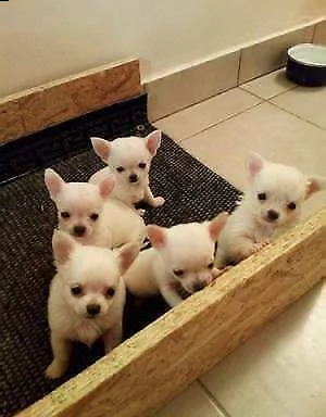 pincher chiwawa mini toy bellissimi amorevolissimi e tranquillissimi 