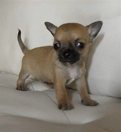 cucciolo di pincher chiwawa buonissimo gentilissimo e vivacissimo 