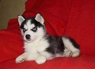 cucciolo di husky siberiano perfettissimo inteligentissimo 