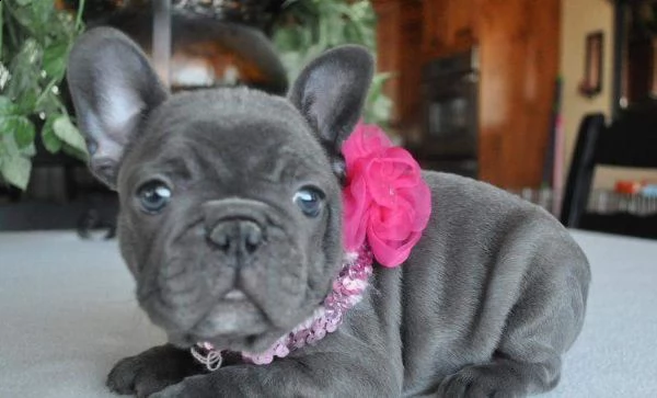 cucciolo di bull dog francese blù perfettissimo originalissimo 