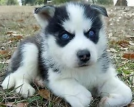 cucciolo di husky siberiano perfettissimo eccellentissimo e generosissimo