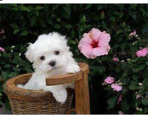 maltese mini mini toy buonissimo originalissimo e intrigantissimo