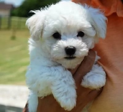 cuccioli di maltese toy vivaci italiani e giocarelloni di 70 giorni 