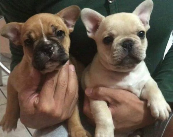 bull dog francese purissimi eccellentissimi e intrigantissimi 