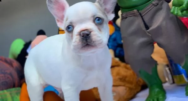 cucciolo di bulldog francese blu di colore speciale a livello di competizione