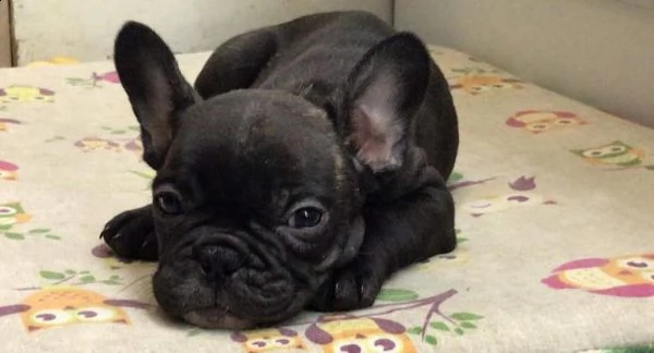 bulldog cuccioli di razza zero naso originale