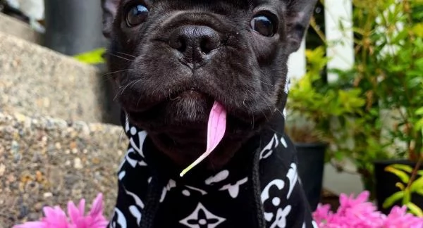 bulldog cuccioli di razza zero naso originale | Foto 0