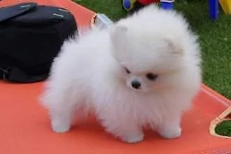  pomerania cuccioli esenti tare ereditarie