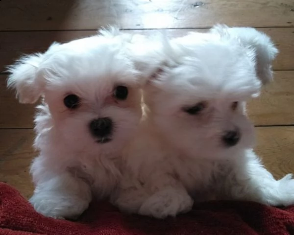 maltese cuccioli bianchi