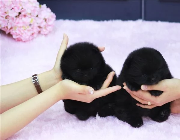 volpino pomerania nero maschio e femmina 3 mesi