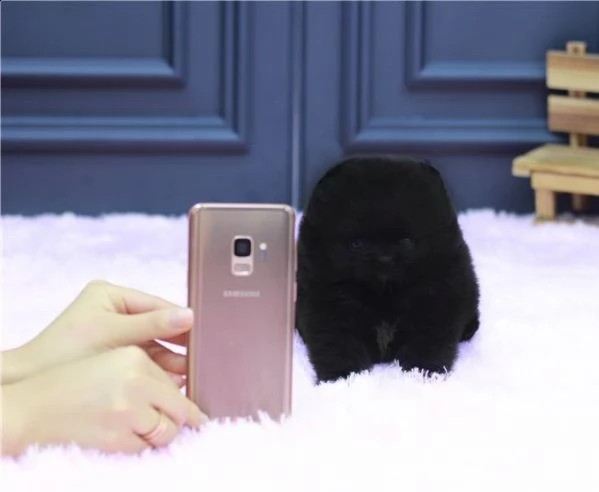 volpino pomerania nero maschio e femmina 3 mesi | Foto 0