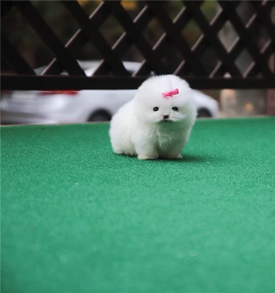 volpino della pomerania italiano maschio e femmina