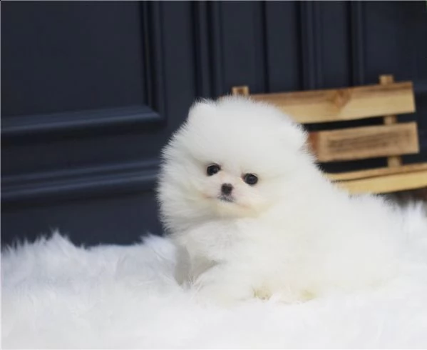 volpino della pomerania italiano maschio e femmina | Foto 2