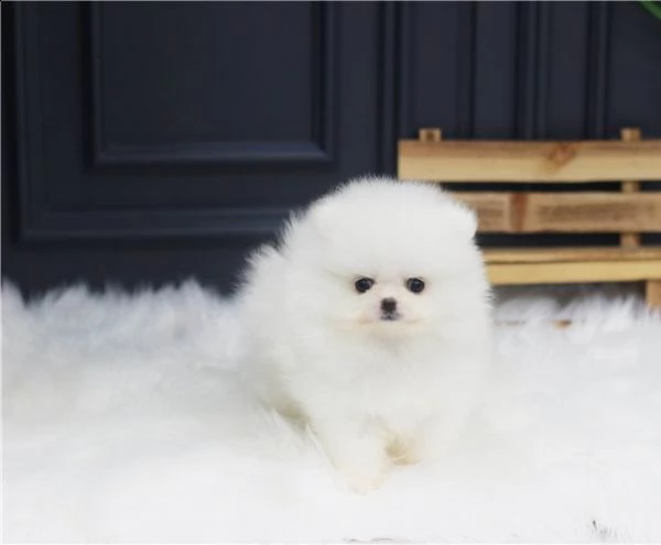 volpino della pomerania italiano maschio e femmina | Foto 0