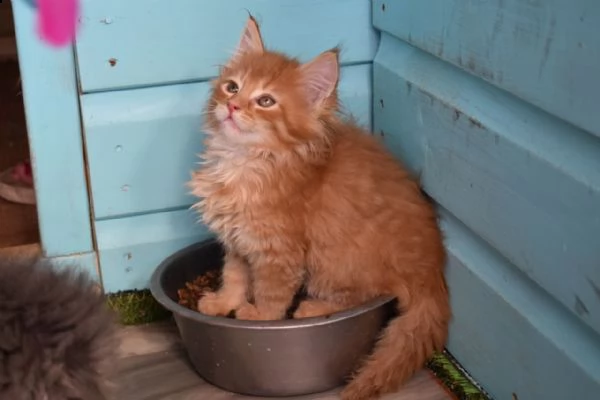 maine coon di 2 mesi