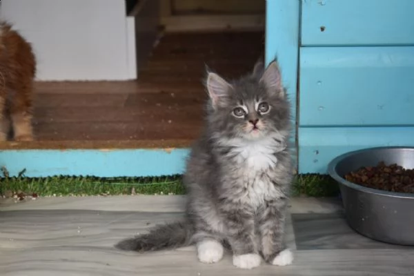maine coon di 2 mesi | Foto 2