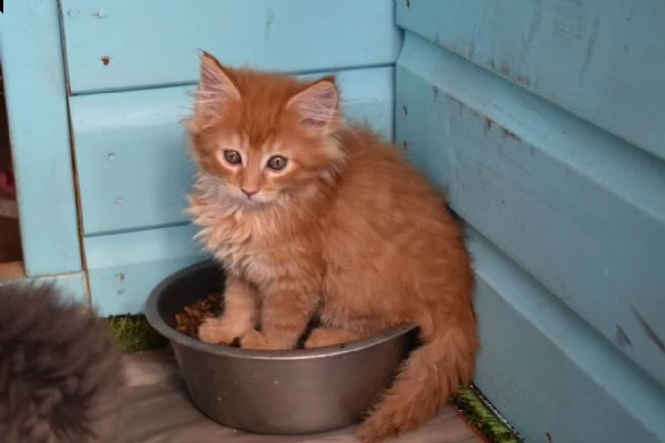 maine coon di 2 mesi | Foto 1