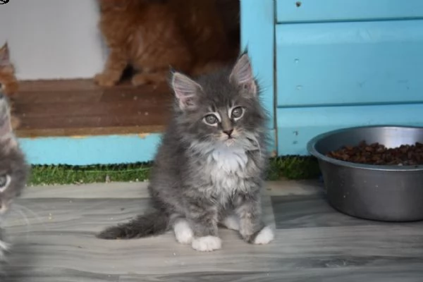 maine coon di 2 mesi | Foto 0