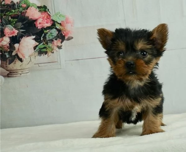 yorkshire terrier piccola taglia | Foto 3