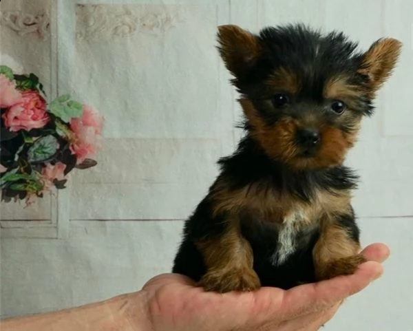 yorkshire terrier piccola taglia