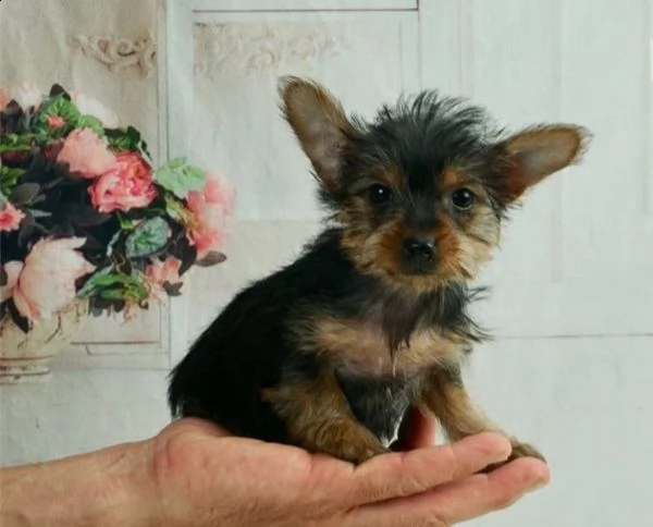 yorkshire terrier piccola taglia | Foto 2