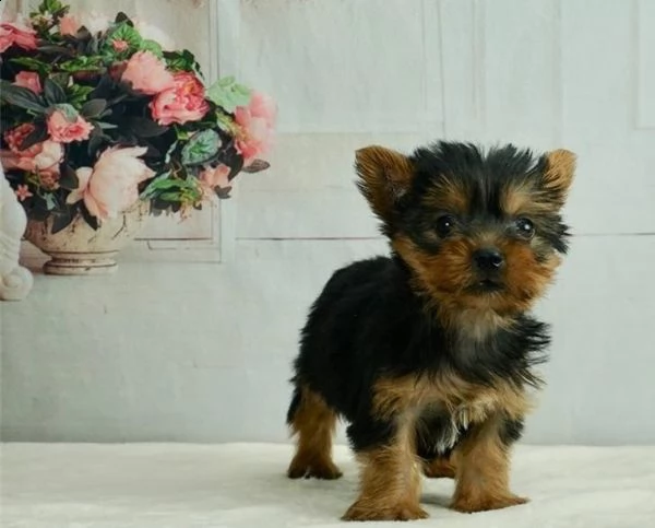 yorkshire terrier piccola taglia | Foto 1