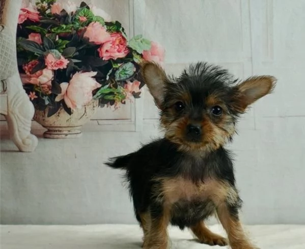 yorkshire terrier piccola taglia | Foto 0
