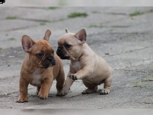 regalo cuccioli di cane a bulldog francese