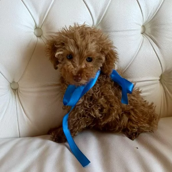 regalo barboncino | Foto 0