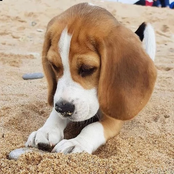 regalo beagle