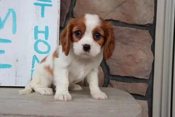 regalo cavalier king | Foto 0