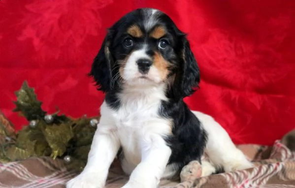 regalo cavalier king