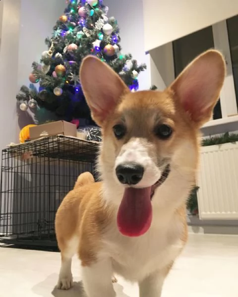  regalo  welsh corgi