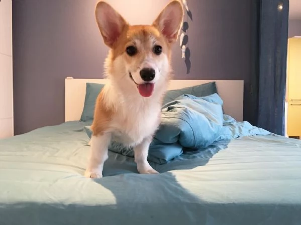  regalo  welsh corgi | Foto 0